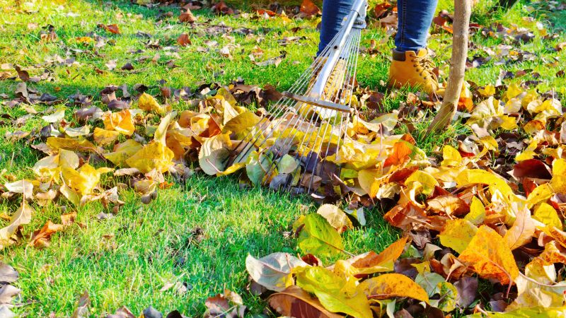 Fall Lawn Care