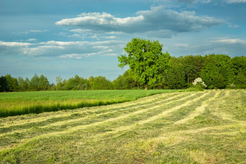 Post-Rain Mowing
